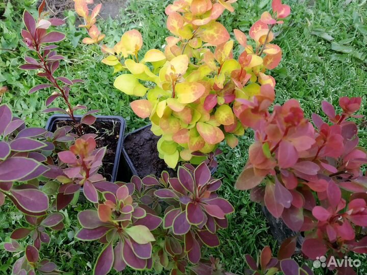 Хосты, гейхера,многолетники