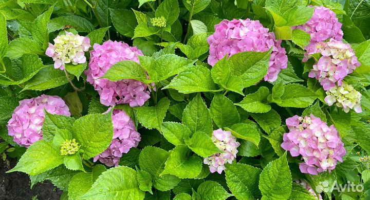 Гортензия крупнолистная