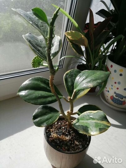 Хойя Пахиклада альбо