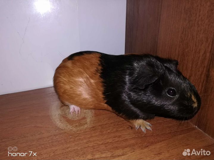 Морские свинки