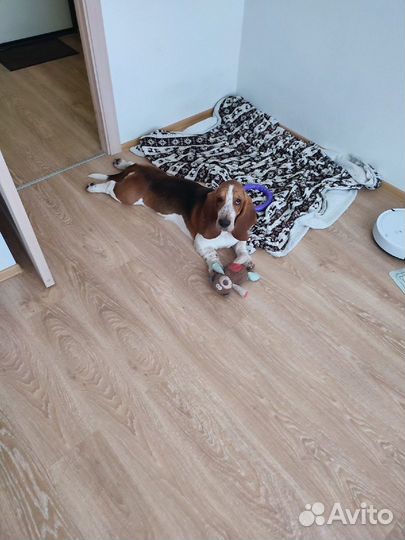 Котоняня, зооняня для собак и других питомцев