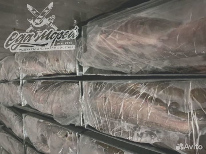 Рыба - Кета. свежемороженая. 2024г. Опт / Розница
