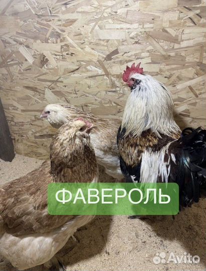 Инкубационное яйцо фавероль