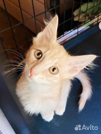 Рыжий котёнок с редкой уникальной мордочкой 3 мес