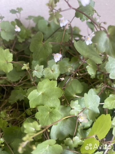 Цимбалярия ампельная