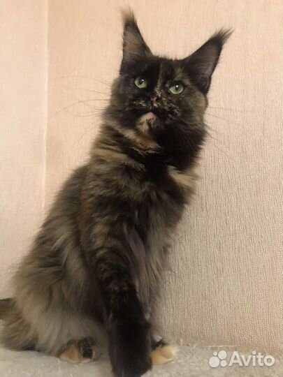 В добрые руки кошечка мейнкун