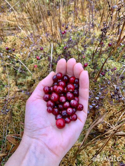 Клюква в наличии
