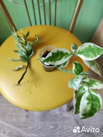 Кротоны, ктенанта.книфофия. выскочка, педилантус