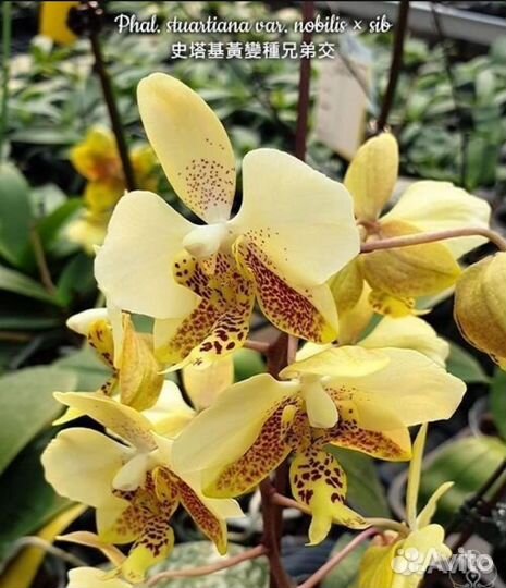 Phal. Stuartiana var. nobilis sub