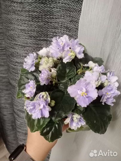 Сенполии (Фиалки Сортовые) срез