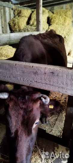 Корова стельная