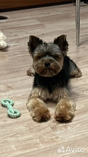 Йоркширский терьер вязка