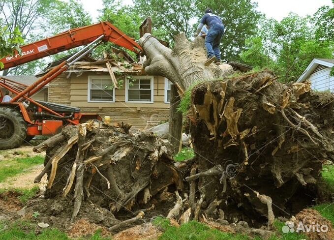 Спил деревьев. Благоустройство участка. Самовывоз
