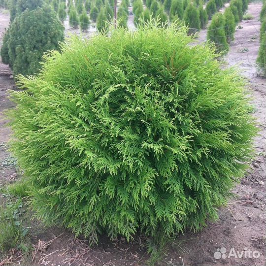 Туя Глобоза