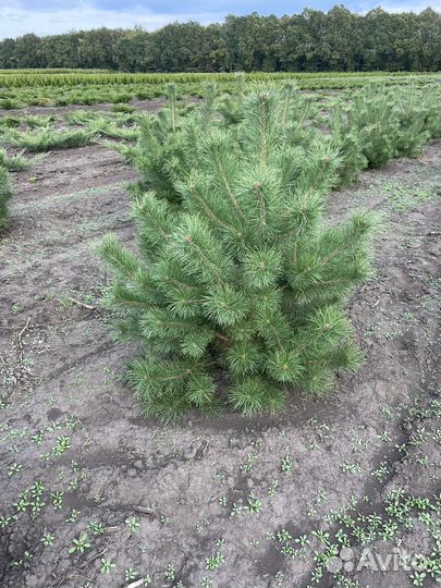 Сосна декоративная саженцы (1,2-1,5м)