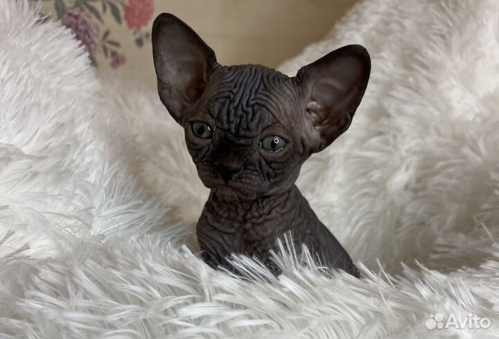 Канадский сфинкс котенок девочка