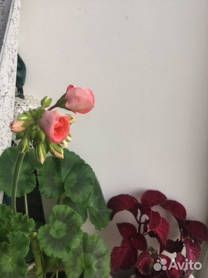 Пеларгония герань