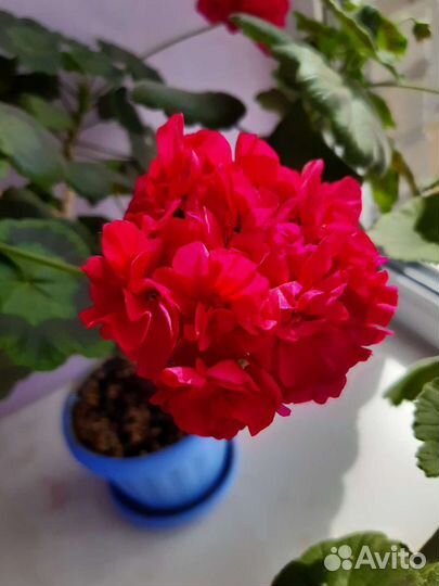 Пеларгония герань сортовая