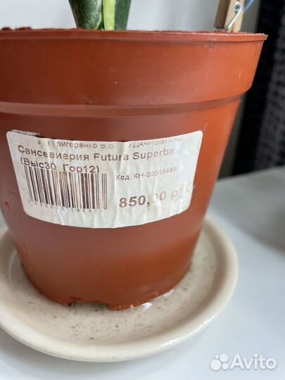 Сансевиерия futura superba