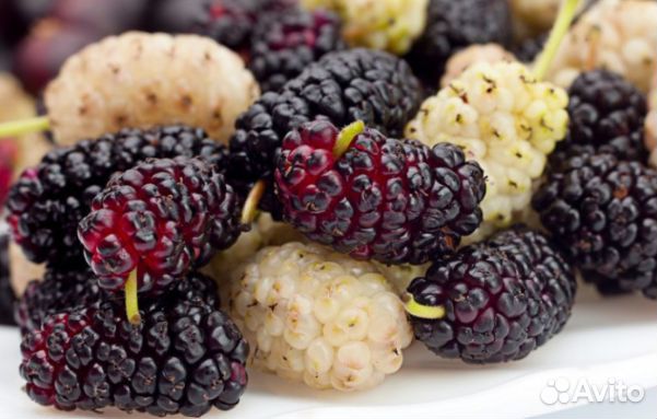 Саженцы Шелковицы белая и черная с зкс