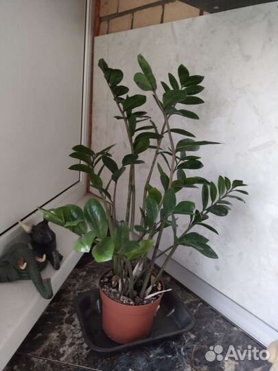 Замиокулькас