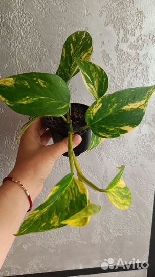 Комнатные цветы