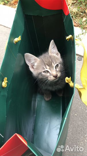 Котенок Степа