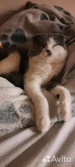 Котика на вязку