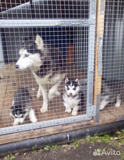 Щенки Хаски девочки