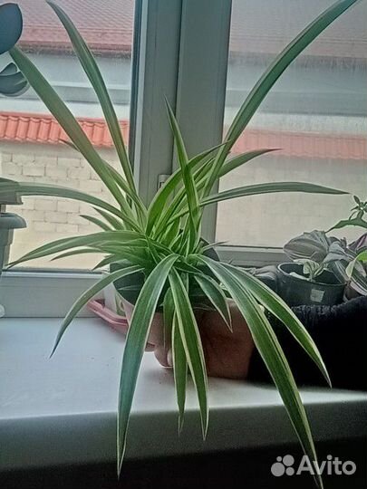 Хлорофитум