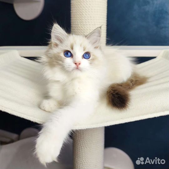 Девочка рэгдолл, Diva,в разведение