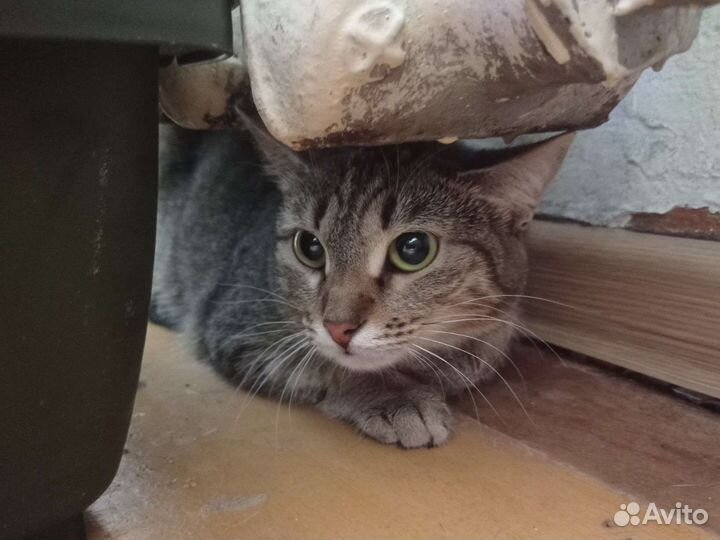 Кошка Мия ищет дом