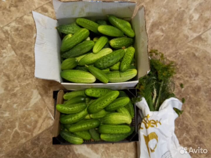 Огурцы домашние