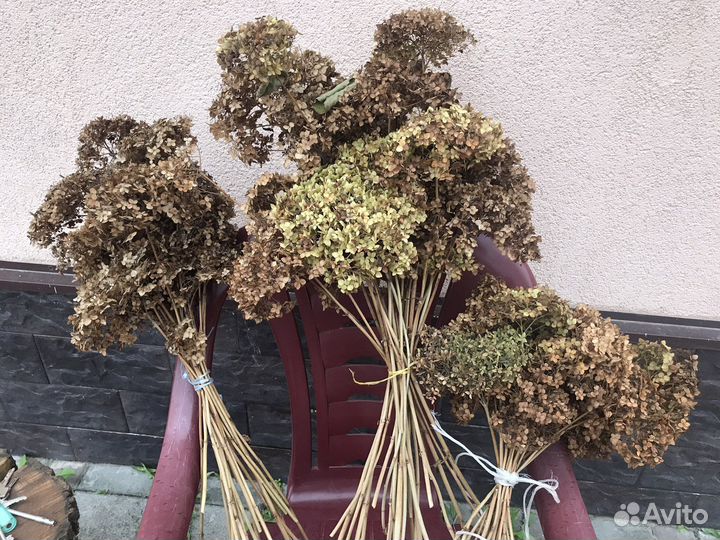 Цветы сухоцветы и семена лунарии