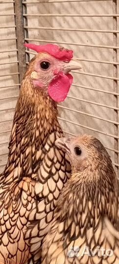 Бентамки карликовые курочки