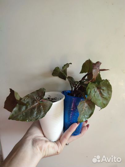 Сингониум Брокант / Арон Браун