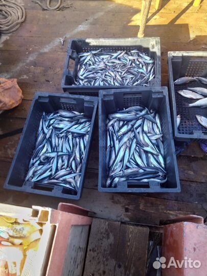 Свежая рыба корюшка