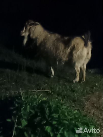 Козёл и коз