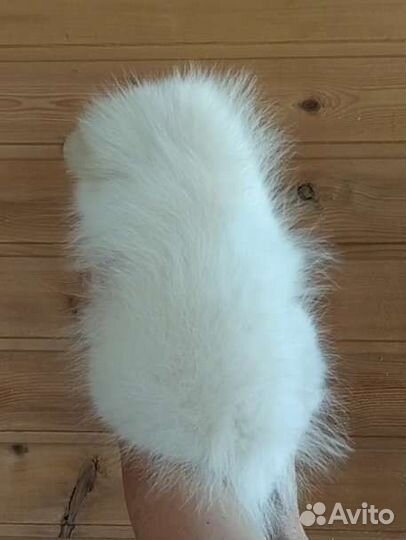 Шпиц девочка айс-крем