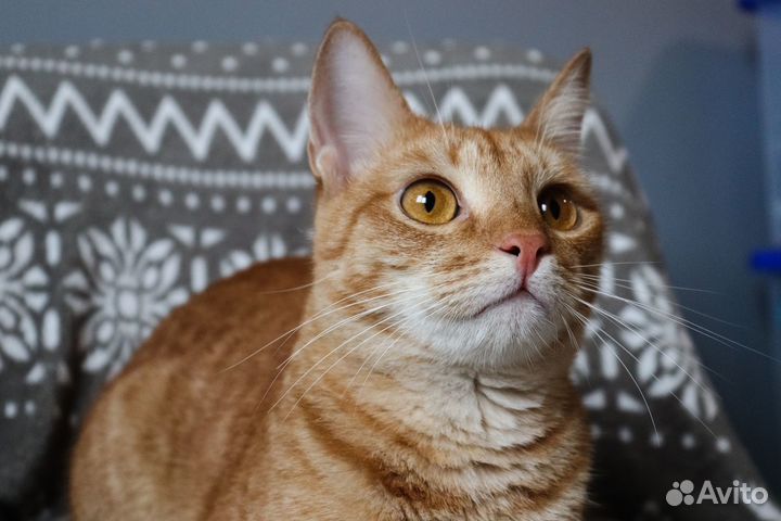 Котик Бамблби в добрые руки
