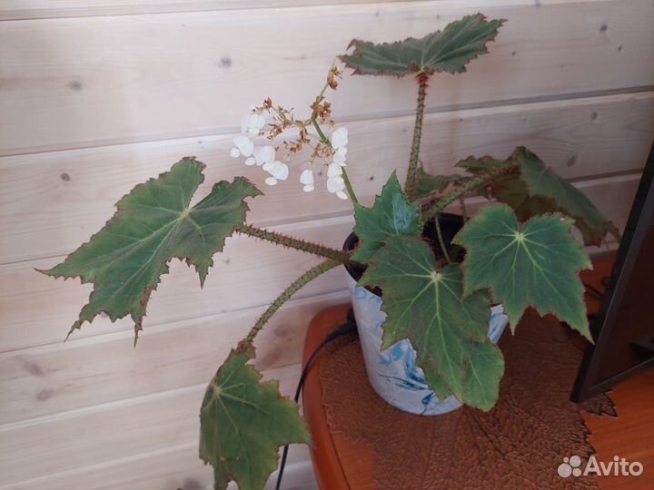 Бегония декоративно лиственная