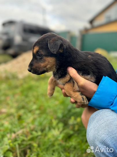 Щенок мальчик в добрые руки