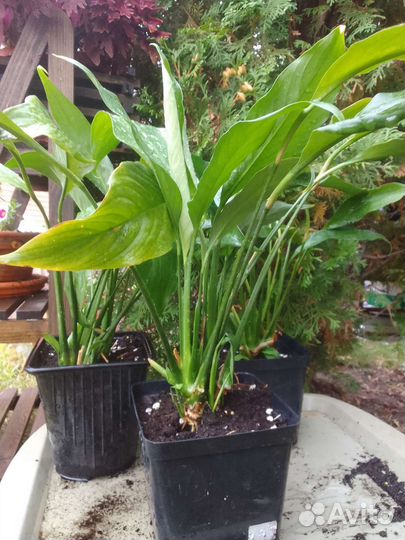 Спатифиллум