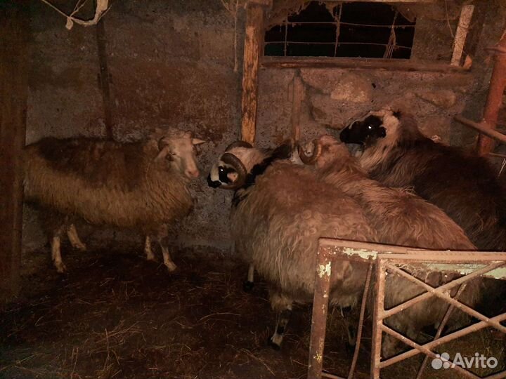 Овцы бараны