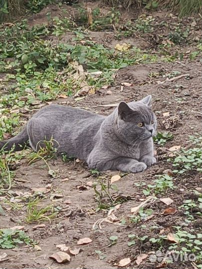 Британский кот