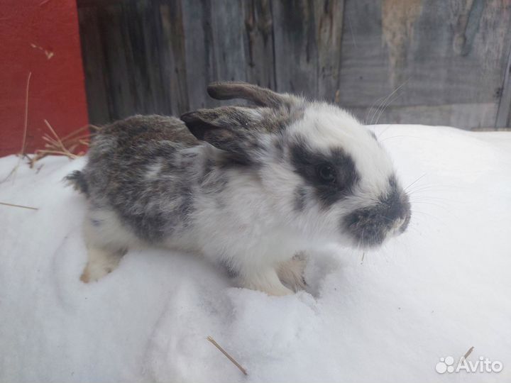 Кролики мясных пород