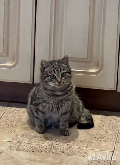 Они нереально умные Котята в добрейшие руки