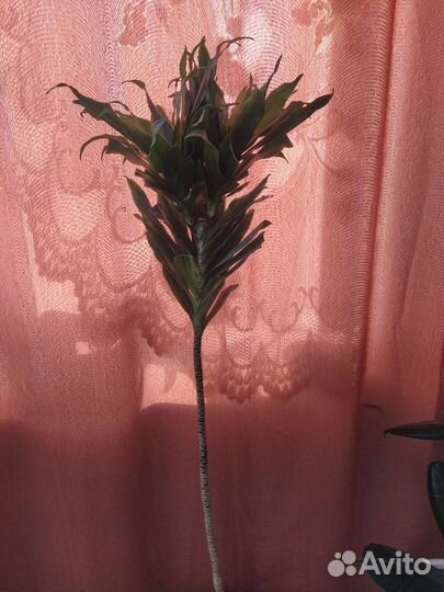 Пальма драцена