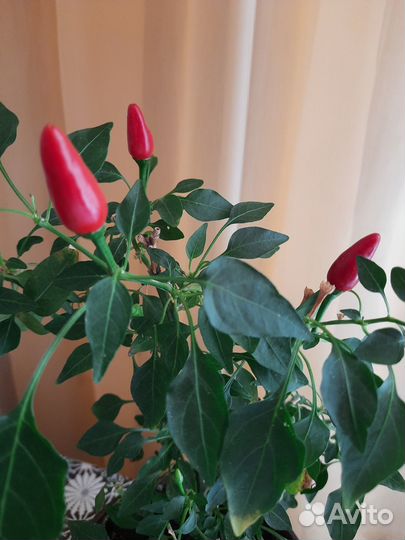 Семена перчика