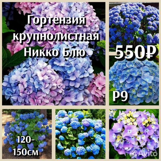 Гортензия крупнолистная и черешковая